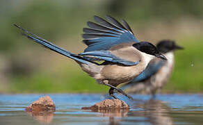 Iberian Magpie