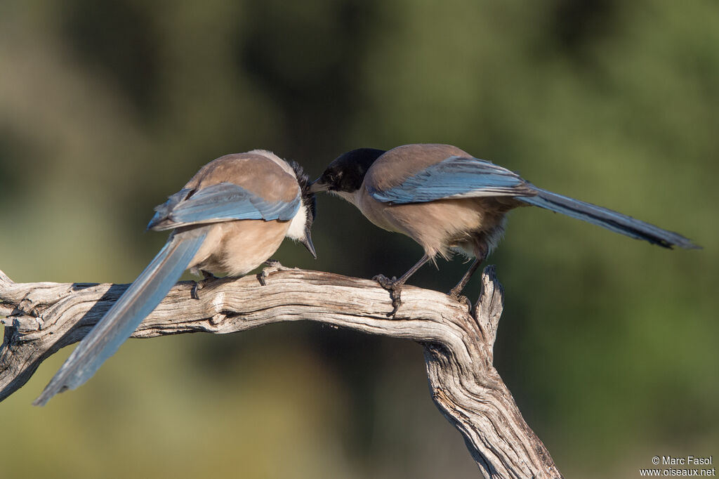 Iberian Magpie, care