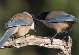 Iberian Magpie