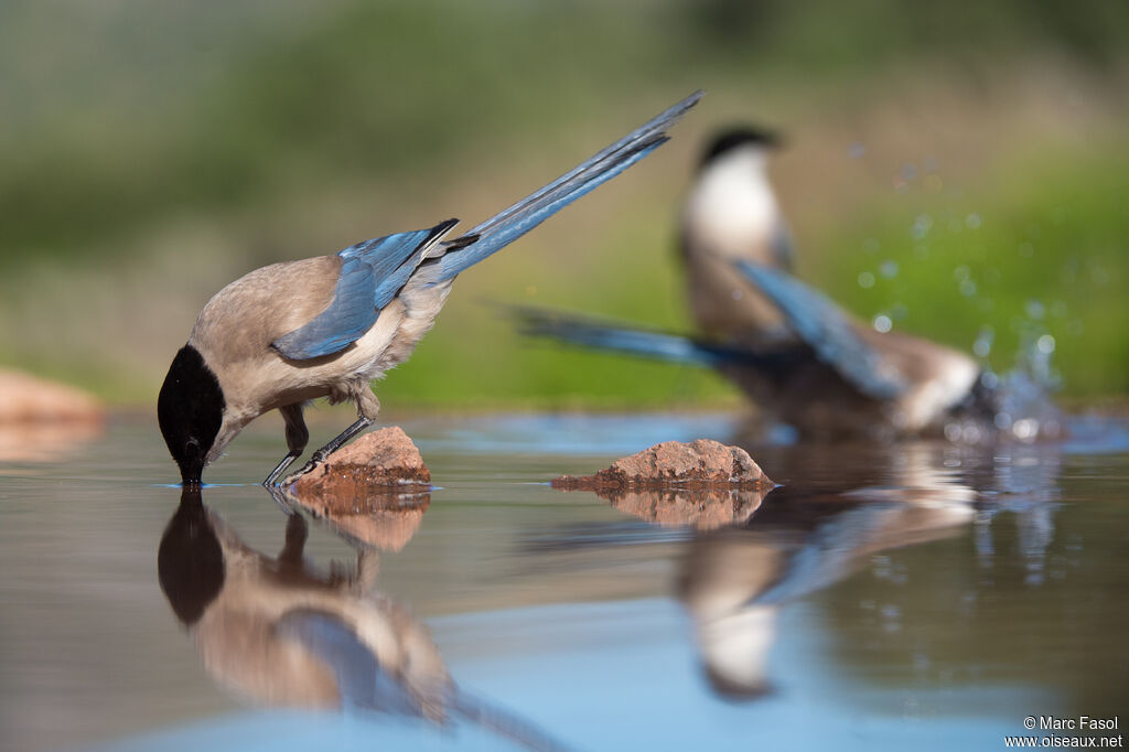 Iberian Magpie, care, drinks