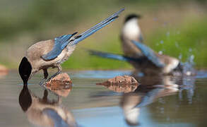 Iberian Magpie