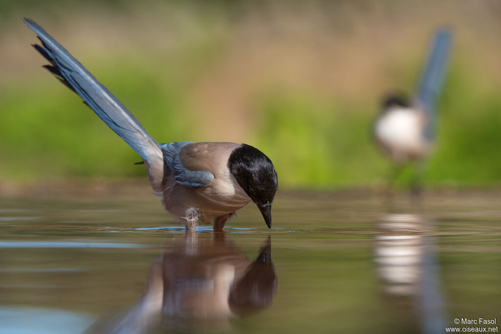 Iberian Magpieadult, drinks