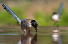 Iberian Magpie