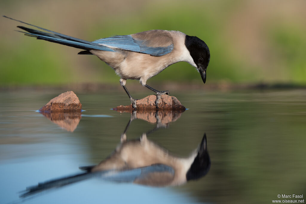 Iberian Magpieadult, identification, drinks