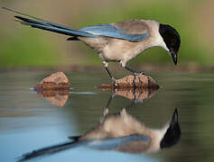 Iberian Magpie