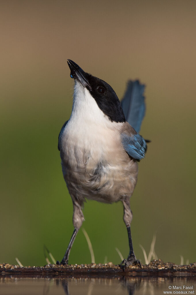 Iberian Magpieadult, identification, drinks