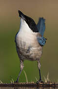 Iberian Magpie