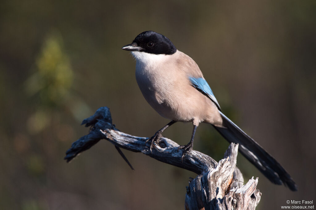 Iberian Magpieadult, identification