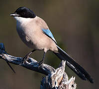 Iberian Magpie