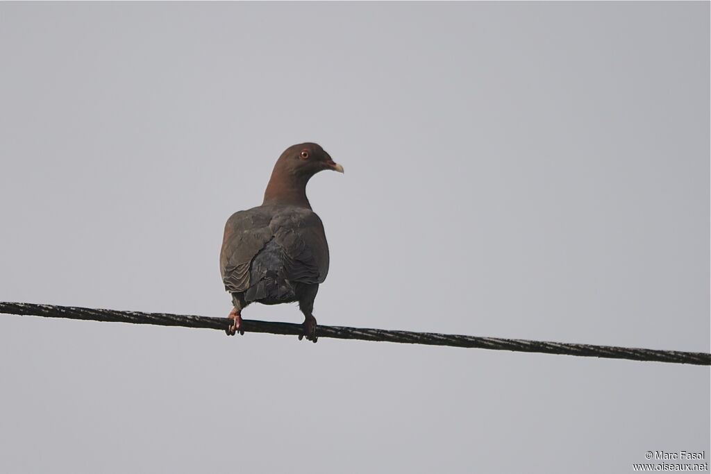 Pigeon à bec rougeadulte, identification