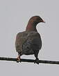 Pigeon à bec rouge