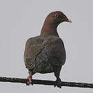 Pigeon à bec rouge
