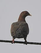 Red-billed Pigeon