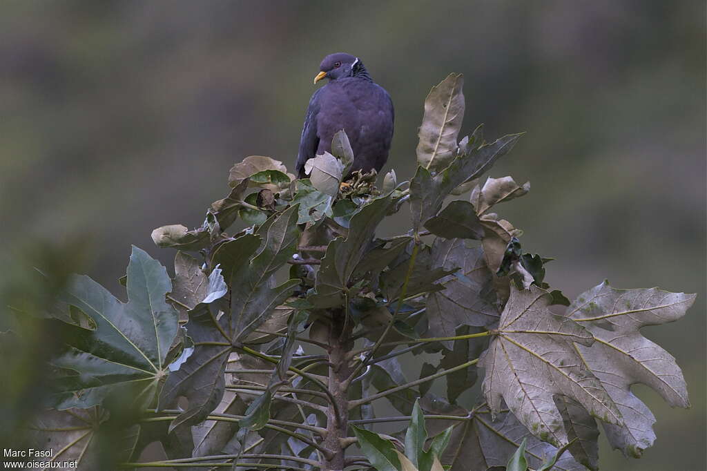 Band-tailed Pigeonadult, close-up portrait, pigmentation