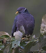 Band-tailed Pigeon