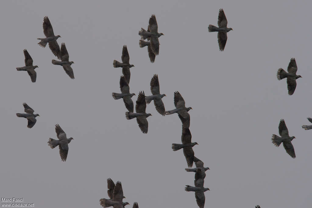 Band-tailed Pigeon, Flight