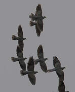 Band-tailed Pigeon