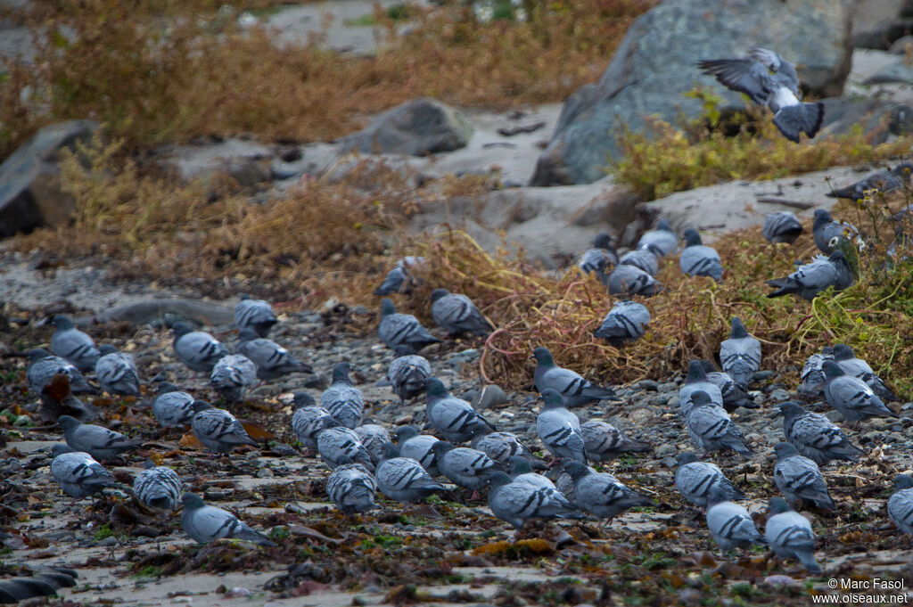 Pigeon biset, mange