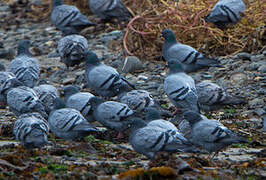 Rock Dove