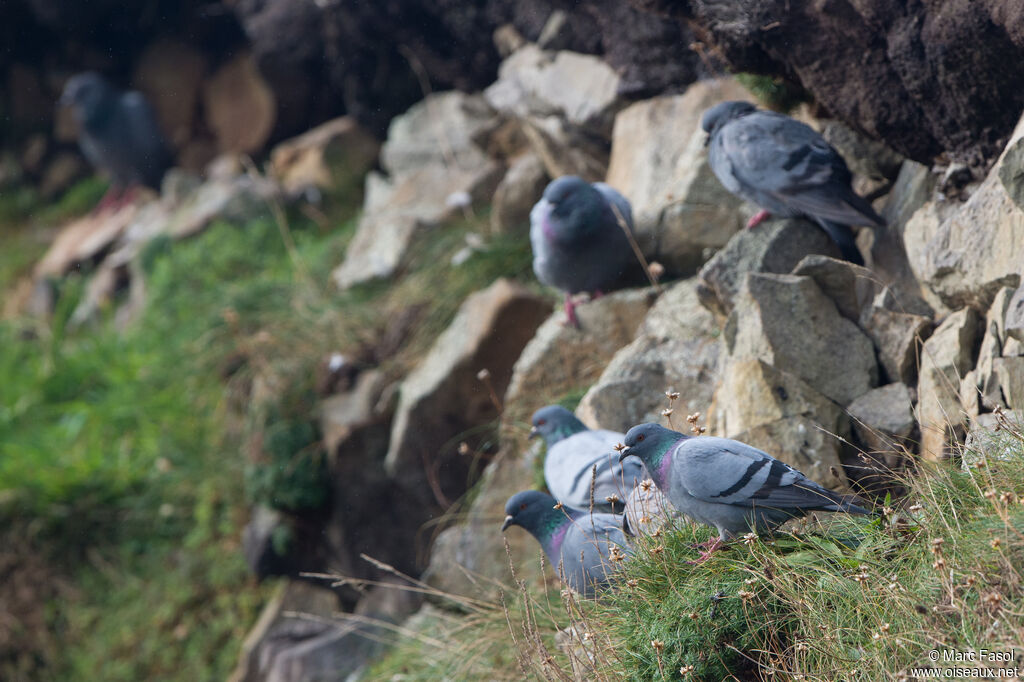 Pigeon bisetadulte