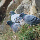 Pigeon biset