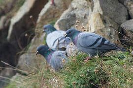 Rock Dove