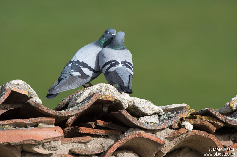 Pigeon bisetadulte, parade