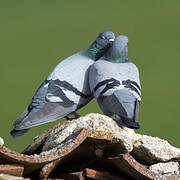 Rock Dove