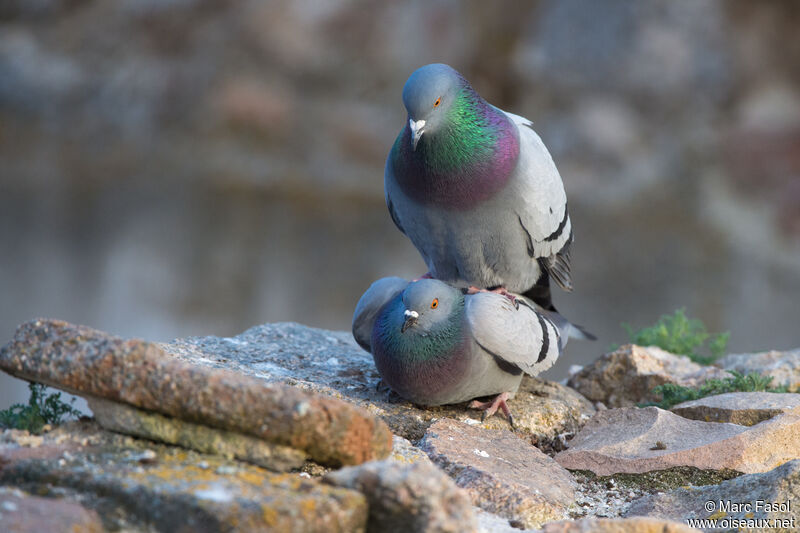 Pigeon bisetadulte nuptial, accouplement.