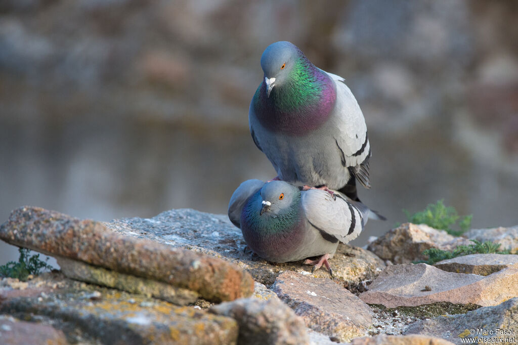 Rock Doveadult breeding, mating.