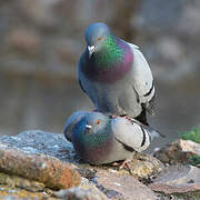 Rock Dove