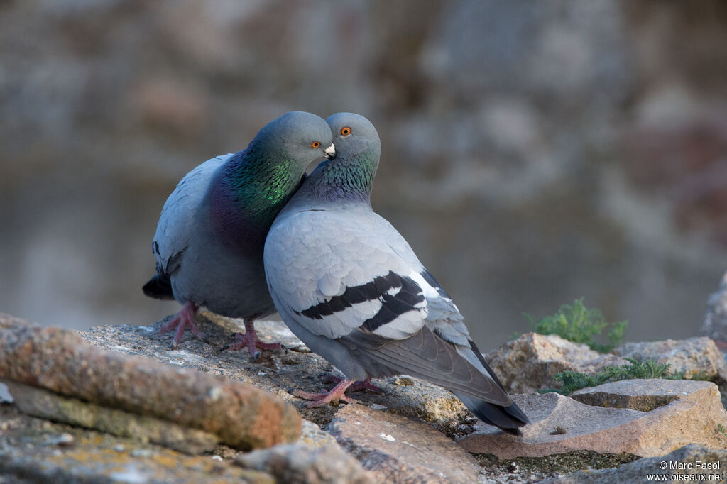 Pigeon bisetadulte nuptial, parade