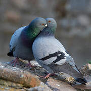 Rock Dove