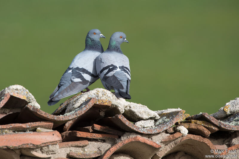 Pigeon bisetadulte nuptial