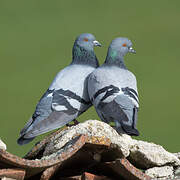 Rock Dove