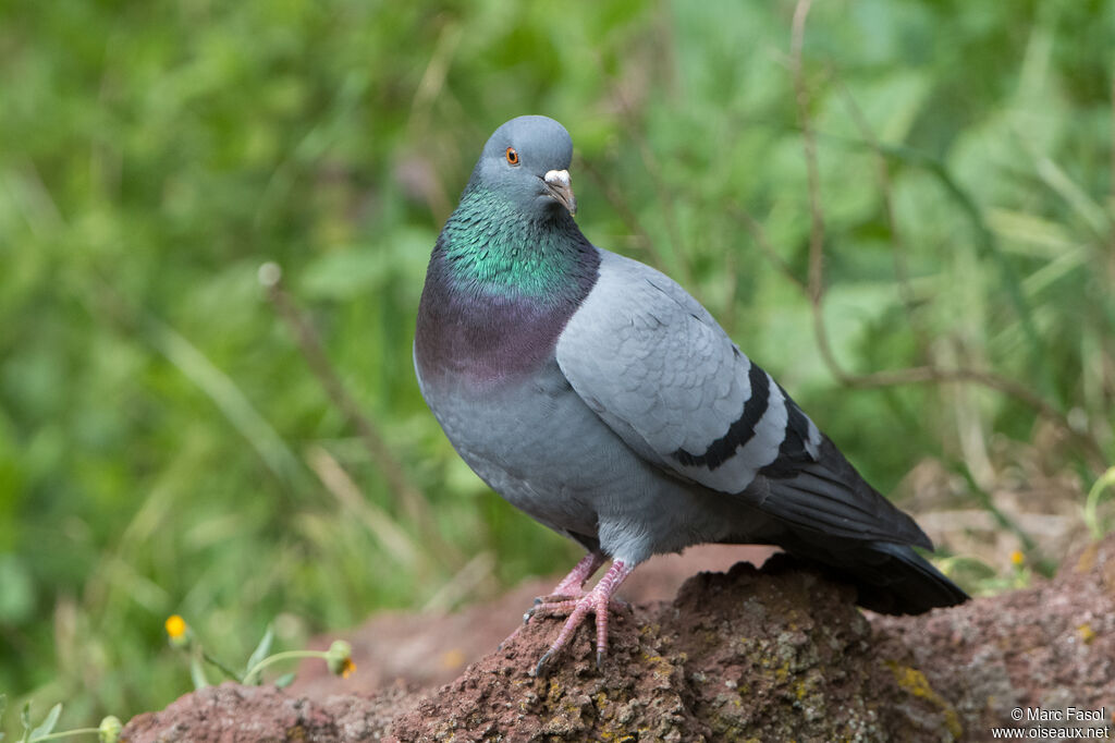 Rock Doveadult, identification