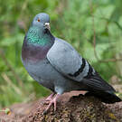 Pigeon biset