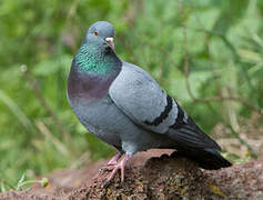 Rock Dove