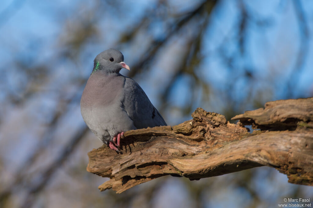 Pigeon colombinadulte, identification