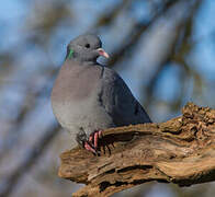 Pigeon colombin