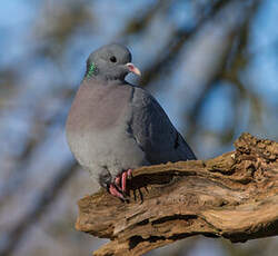 Pigeon colombin