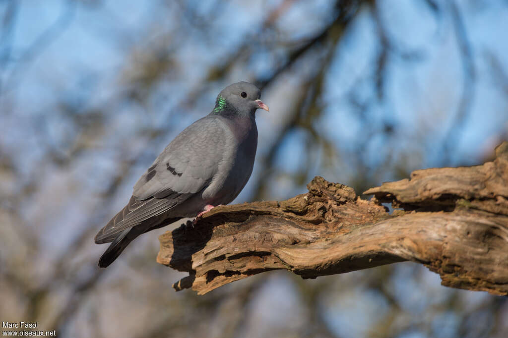 Pigeon colombinadulte, identification