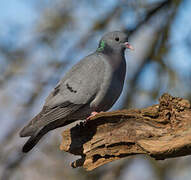 Stock Dove