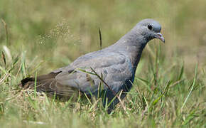 Pigeon colombin