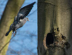 Stock Dove