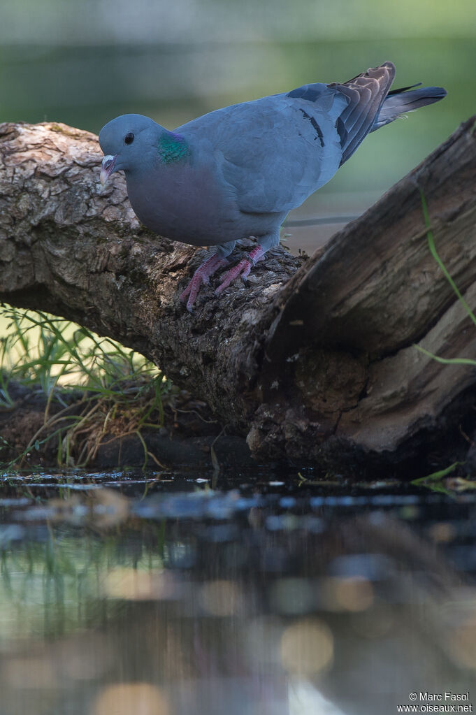 Pigeon colombinadulte nuptial, identification, boit