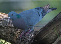 Stock Dove