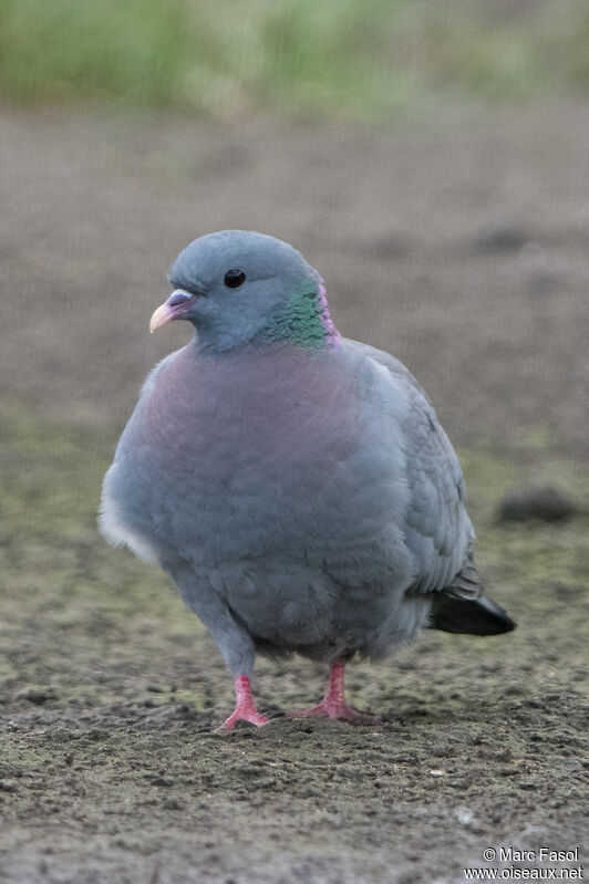 Pigeon colombinadulte, identification, marche