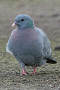 Stock Dove