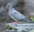Pigeon colombin